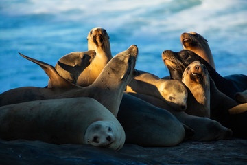 Fototapeta premium Sea Lions