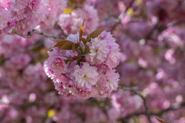 Prunus serrulata Japanese cherry tree double flower cultivation called sakura or taihaku in bloom, flowering oriental cherry