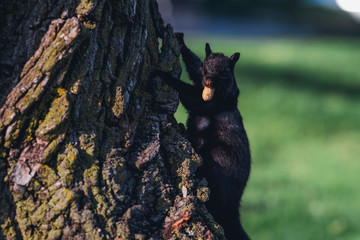 A squirrel in a tree holding a nut with its mouth