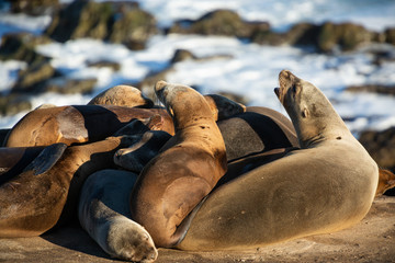 Sea Lions