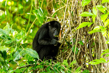 Black howler monkey in the jumgle forest