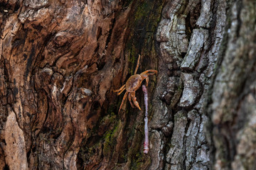 Freshwater crab in the valley of butterflies (Petaloudes) on Rhodes island, Greece eating a worm