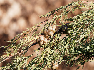 Cyprès de Provence (Cupressus sempervirens) aux rameaux serrés portant des petits cônes...