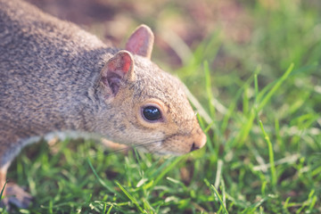 A squirrel looking for something in an urban park