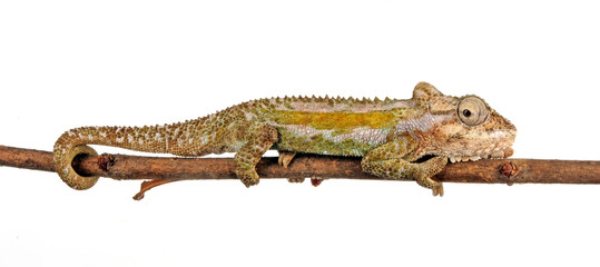 Natal Midlands dwarf chameleon / Südafrikanisches Zwergchamäleon (Bradypodion thamnobates) © bennytrapp
