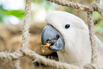 White parrot eating, standing on a rope net 