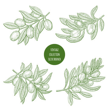 Olive tree. Vintage botany vector hand drawn illustration isolated on white background. Sketch style.