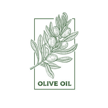 Olive tree. Vintage logo concept.  Botany vector hand drawn illustration isolated on white background. Sketch style.