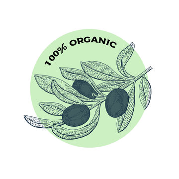 Olive tree. Vintage logo concept.  Botany vector hand drawn illustration isolated on white background. Sketch style.