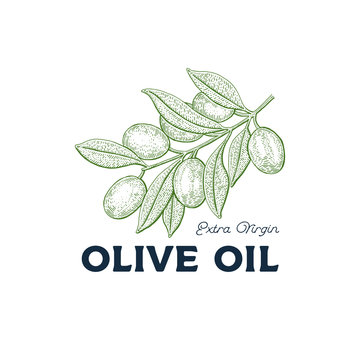 Olive tree. Vintage logo concept.  Botany vector hand drawn illustration isolated on white background. Sketch style.