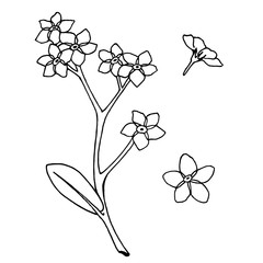 A set of  flowers forget-me-nots.  Isolated elements on white background for your design.