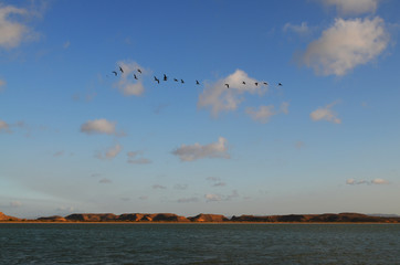 Fototapeta na wymiar Bird migration