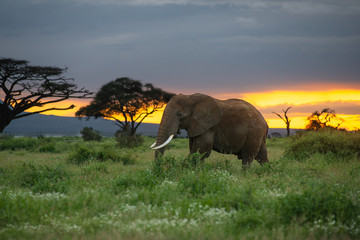 Fototapeta na wymiar Male African bush elephant (loxodonta africana) at sunset, Amboseli National Park, Kenya