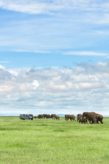 Large herd of African bush elephant (loxodonta africana) walking past 4x4 vehicle on open grassland, Amboseli National Park, Kenya
