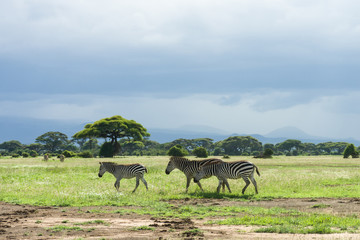 Plains or common zebra (equus quagga) on open grassland, Amboseli National Park