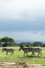 Fototapeta premium Plains or common zebra (equus quagga) on open grassland, Amboseli National Park