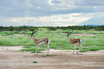 Grant's gazelle (Nanger granti) on open grassland, Amboseli National Park, Kenya