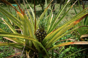 Fototapeta premium Pineapple