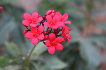 Obraz premium peregrina flower