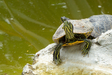 The yellow-bellied slider (Trachemys scripta scripta) is a land and water turtle belonging to the...