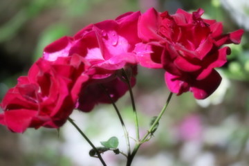 Red Roses