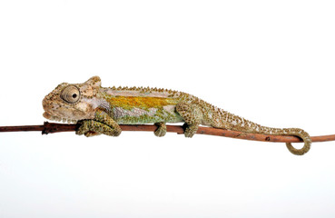 Natal Midlands dwarf chameleon / Südafrikanisches Zwergchamäleon (Bradypodion thamnobates) © bennytrapp