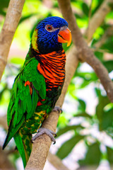 The rainbow lorikeet (Trichoglossus moluccanus) is a species of parrot found in Australia. Here hiding in the branches. Blue head green wings red belly with black stripsand orange parrot