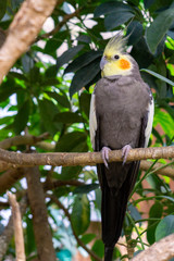 The cockatiel (Nymphicus hollandicus), also known as weiro bird, or quarrion, is a bird that is a member of its own branch of the cockatoo family endemic to Australia. They are prized as household pet