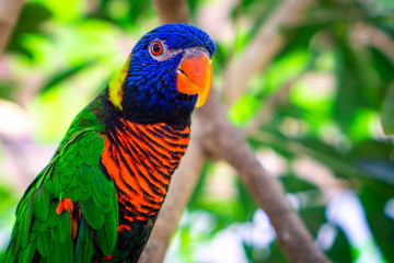 The rainbow lorikeet (Trichoglossus moluccanus) is a species of parrot found in Australia. Here hiding in the branches. Blue head green wings red belly with black stripsand orange parrot