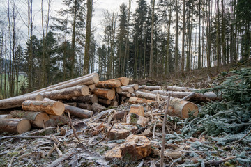 Fototapeta na wymiar Gerodeter Wald im Winter