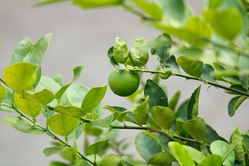 Green lemon on tree with bokeh background