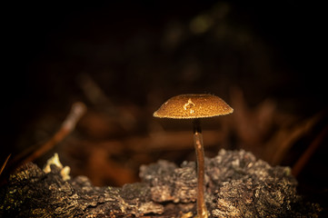 Psilocybe cubensis