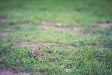 A chipmunk staring at the camera