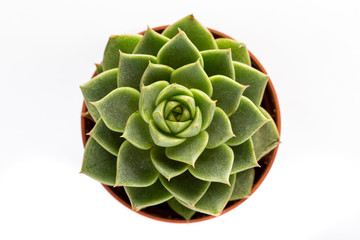 Cactus in close-up on white background