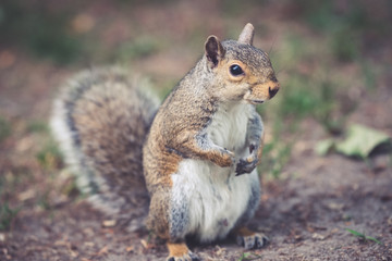 A squirrel scratching its belly