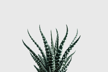 Cactus in close-up on white background 