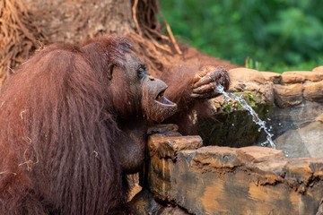 Fototapeta na wymiar Orangutans from kalimantan island, indonesia