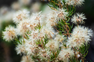 Baccharis sarothroides-Desert Broom