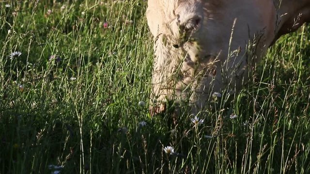 Close up of  white cow eating green, full of flowers grass