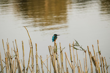 Kingfisher in the lake