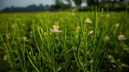 Wild flowers that grow in early spring. This type of flower often grows in tropical areas in rural rice fields