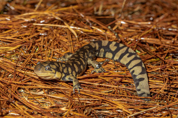 Eastern tiger salamander on a bed of pine needles - Ambystoma tigrinum