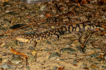 Eastern tiger salamander on the forest floor - Ambystoma tigrinum