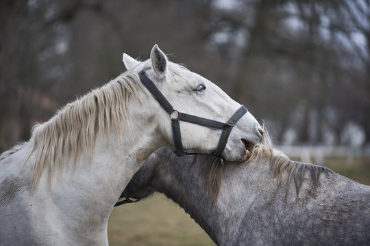Lovely close up portrait of two young white horses of Kladrubsky race fall in love together on pasture land. Picture is taken in Kladruby in oldest horse farm in Czech Republic during the winter time.