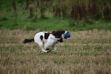 spaniel running