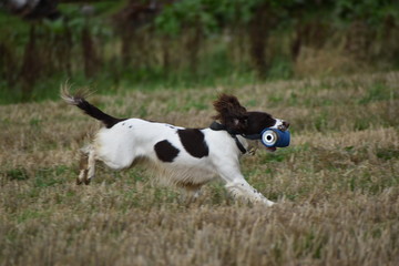 spaniel running