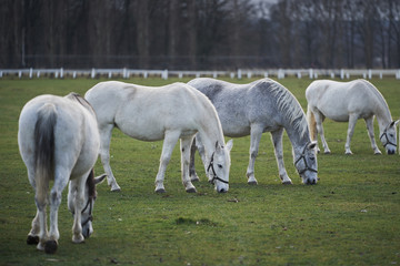 Herd of white horses grazing in pasture land in  horse farm during the winter in Czech Republic. White horses of kladrubsky race one of oldest european races of horses. Heritage of Czech Republic.