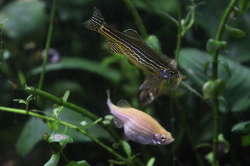 Akwarium Danio