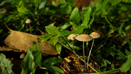 Winter wild mushroom (Mycena inclinata - known as the clustered bonnet or the oak-stump bonnet cap) in the forest