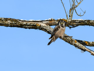 Northern Hawk Owl Perched in Tree on Blue Sky in Winter 